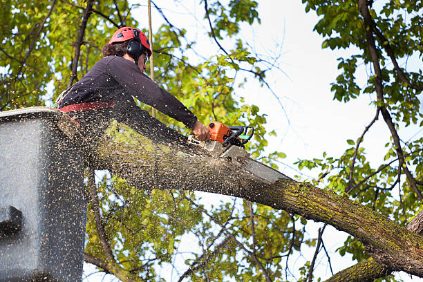 Morrisville, NC Tree Care Company